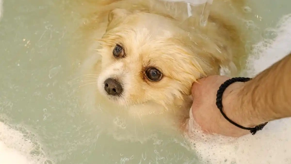 what is the best flea shampoo for dogs