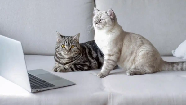 Best Probiotic Supplement for Cats in 2025: Vet-Approved Picks