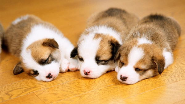 what is the best probiotic for small dogs