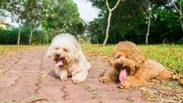 what is the easiest dog breed to train