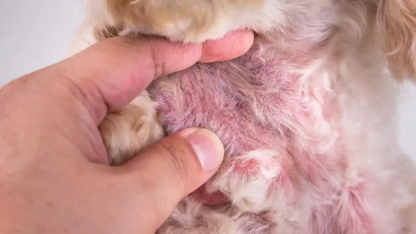what kills dust mites on dogs