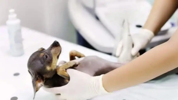 what probiotic is best for dogs