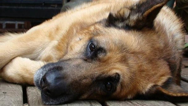 what to do when a dog has a seizure