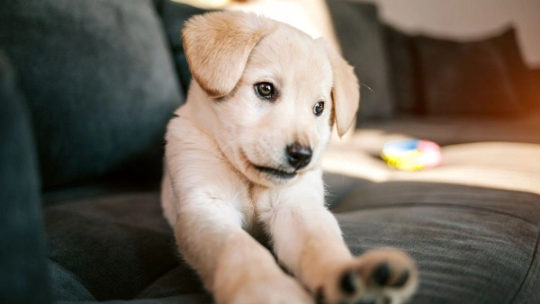 what to feed dogs when they have diarrhea