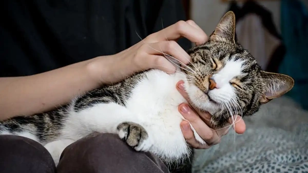 Where to Put Flea Treatment on Cat: Updated 2025 Guide
