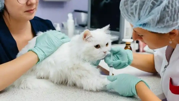 where to apply flea treatment on cats