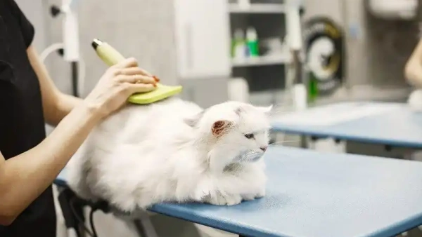 where to put flea medicine on a cat