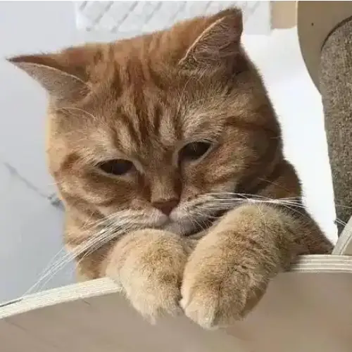 Why is my cat breathing fast & How to solve it