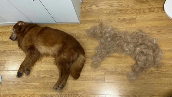Why Is My Dog Losing So Much Hair in 2025: Vet Tips