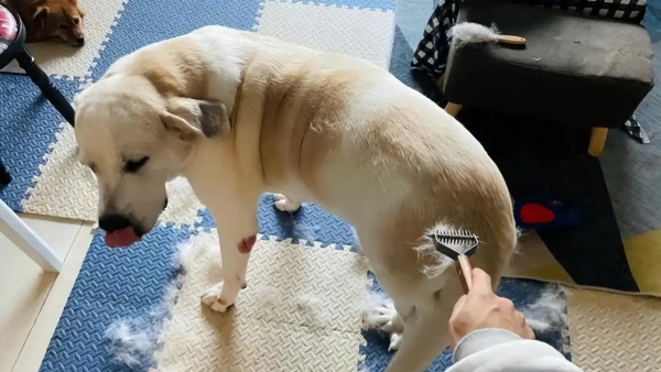 Why Is My Dogs Hair Falling Out in Clumps? Find Out