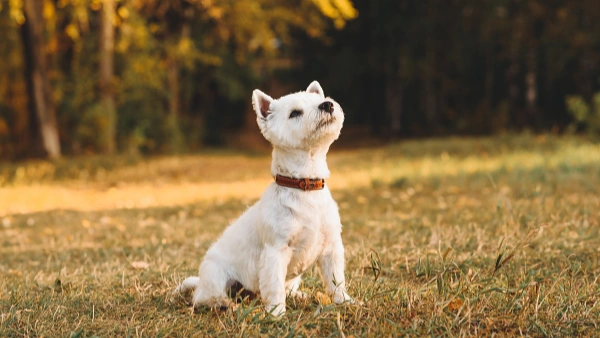 will a probiotic help my dog with diarrhea