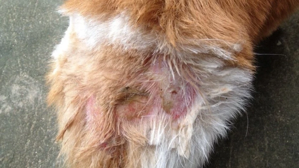 wound care for dogs