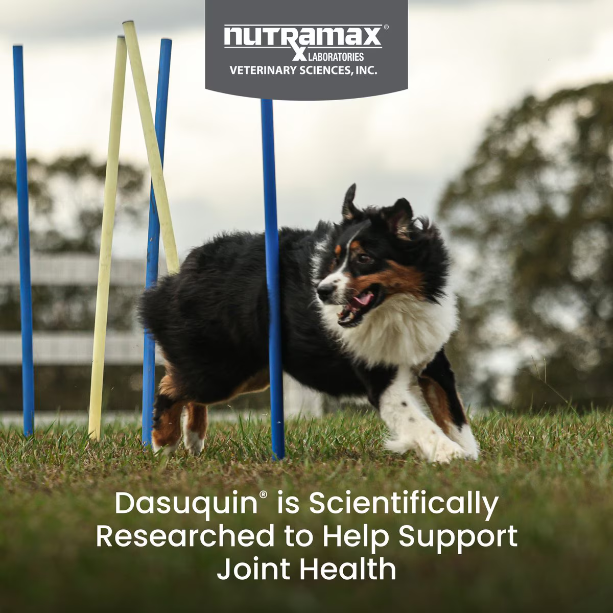 joint Supplement