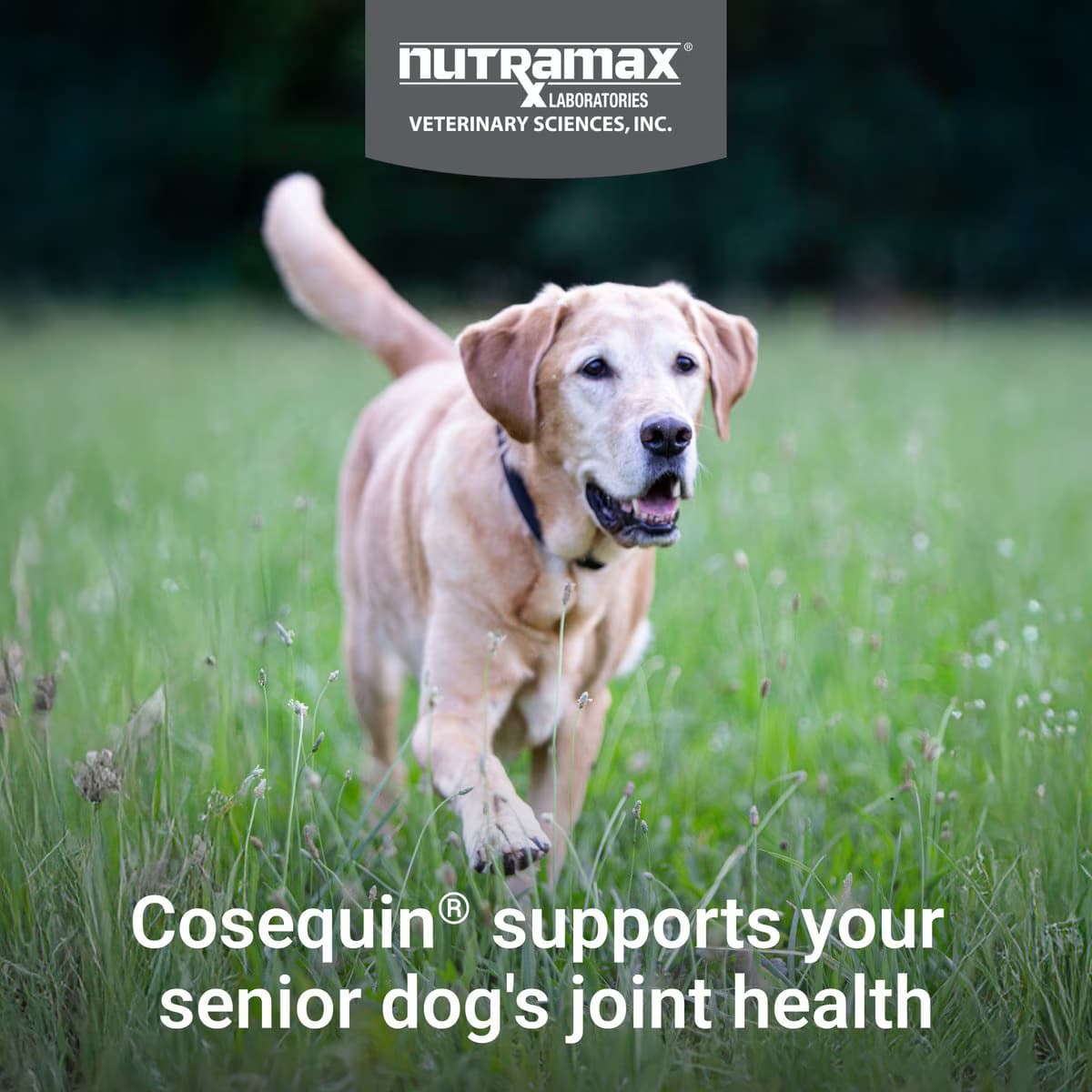 joint health supplement