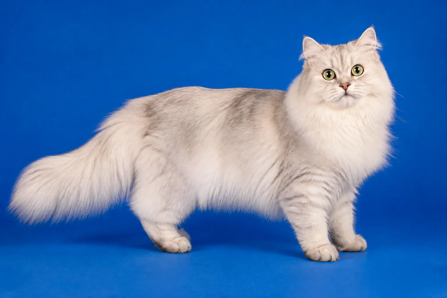 Pet Hair Removal guides