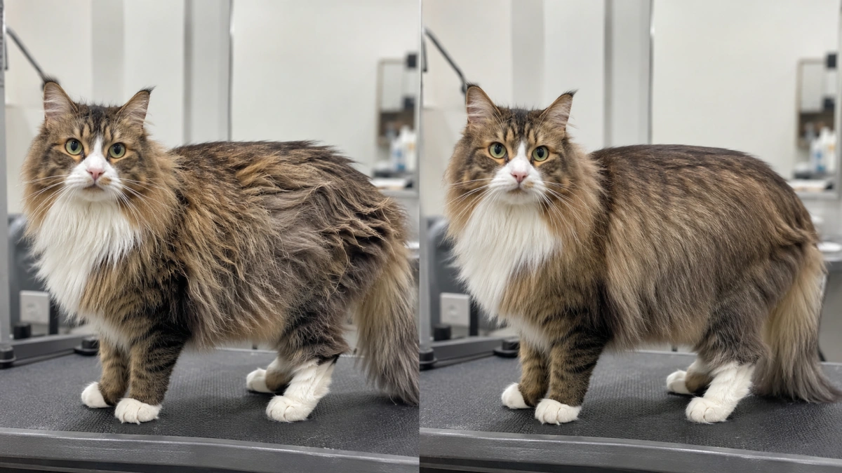 Same long-haired cat before and after a professional brush-out with unchanged coat length